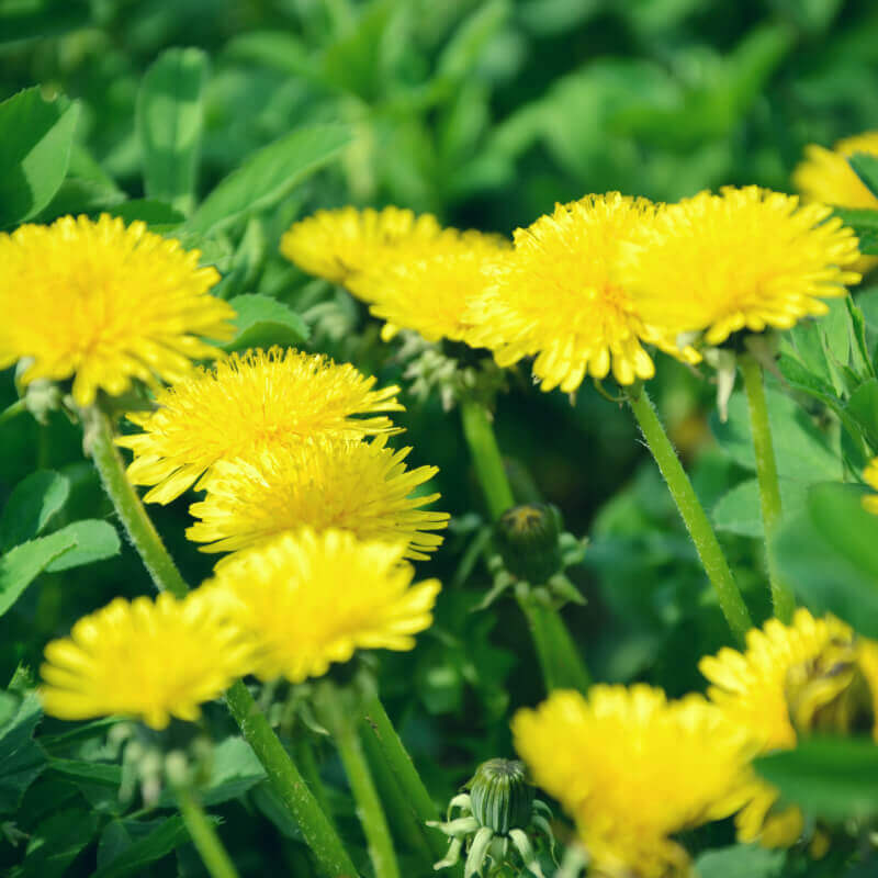 DANDELION