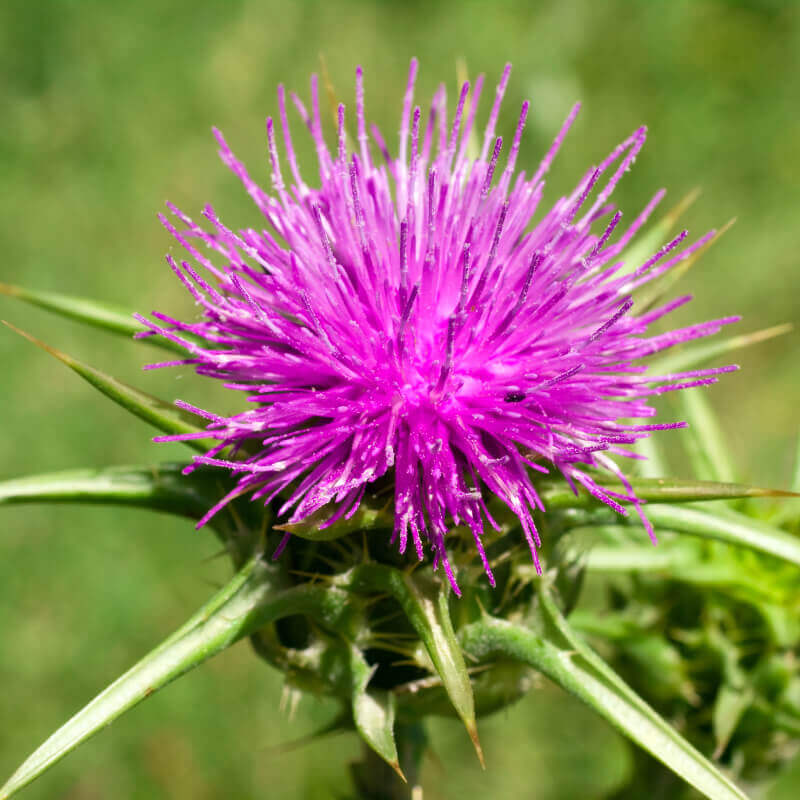 MILK THISTLE