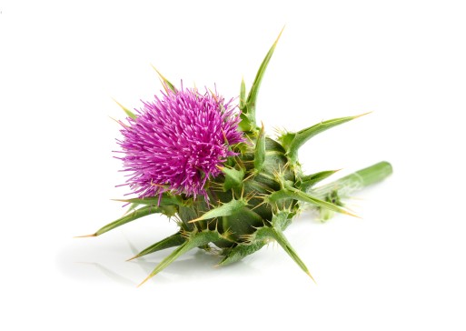 MILK THISTLE